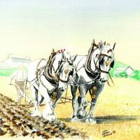 Shire Horses Ploughing at Cregneash (Isle of Man)